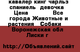  кавалер кинг чарльз спаниель -девочка › Цена ­ 45 000 - Все города Животные и растения » Собаки   . Воронежская обл.,Лиски г.